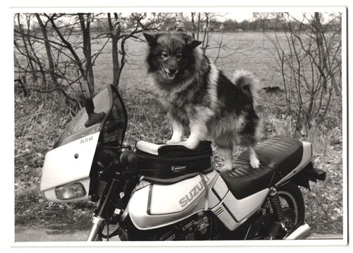 Fotografie moto suzuki gsx - moto,